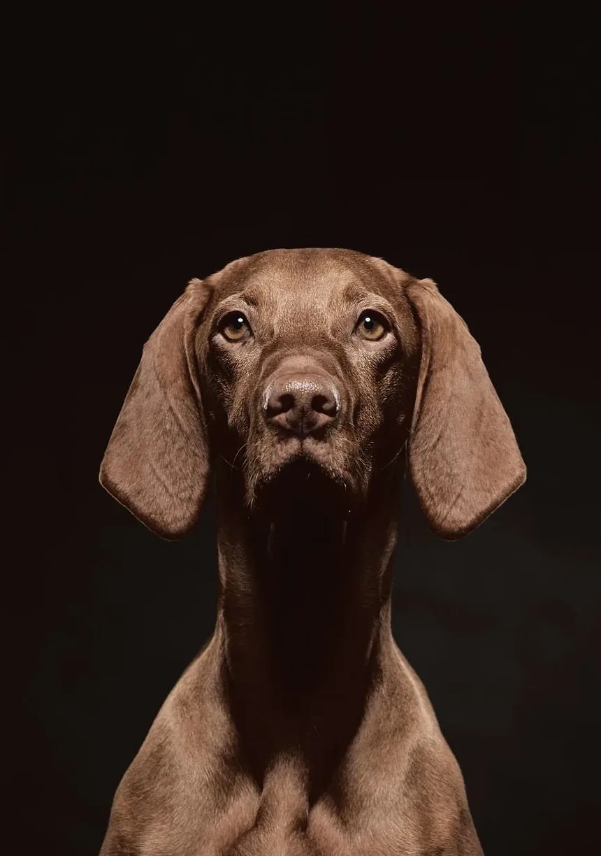 Ração Sem Grãos é Boa para Cães com Convulsões?
