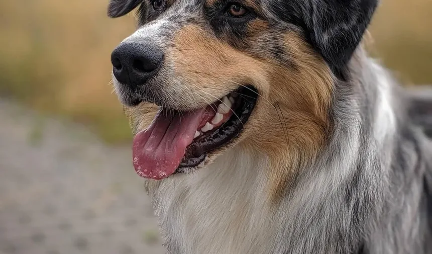 Ração Sem Grãos é Boa para Cães com Convulsões?