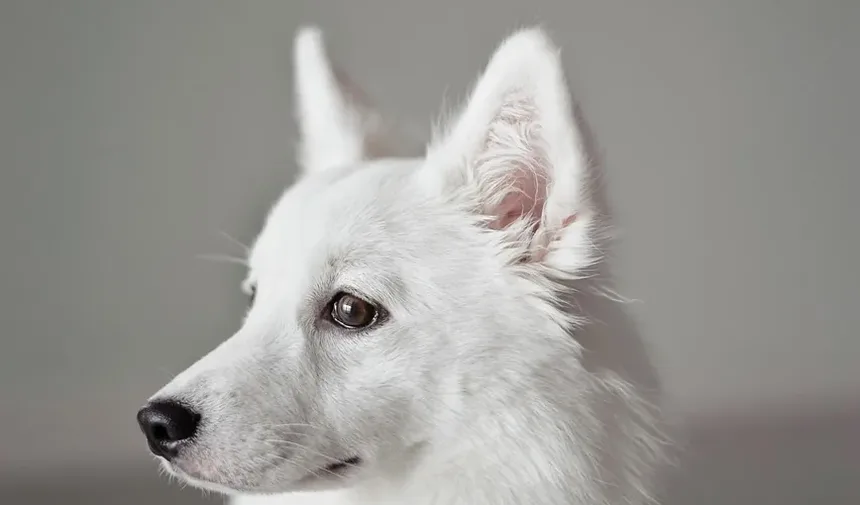 Efeitos Colaterais da Injeção de Kenalog em Cães: O Que Você Precisa Saber