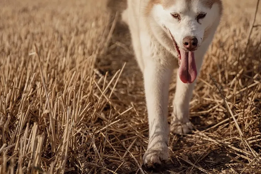 Efeitos Colaterais da Injeção de Kenalog em Cães: O Que Você Precisa Saber