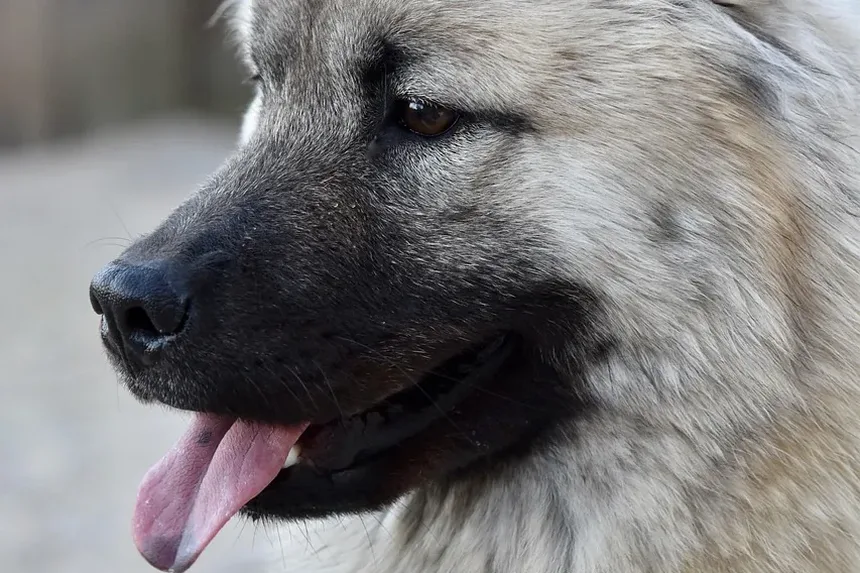 Efeitos Colaterais da Injeção de Metadona em Cães: O Que Você Precisa Saber