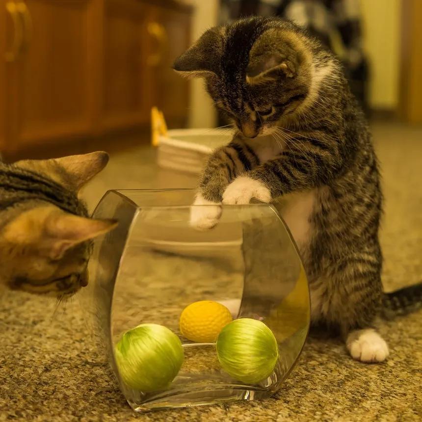 Entendendo a Causa Mais Comum da Queda de Pelo em Gatos