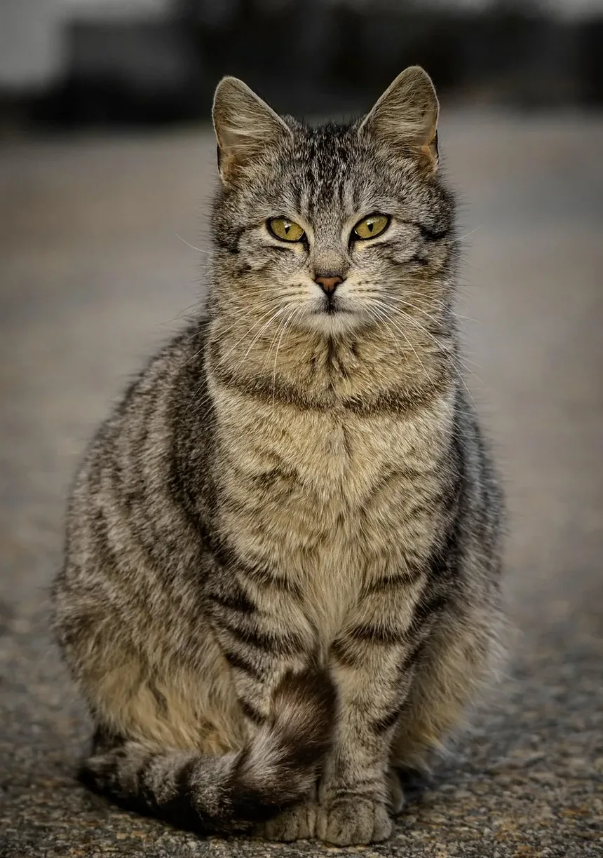 Entendendo a Causa Mais Comum da Queda de Pelo em Gatos