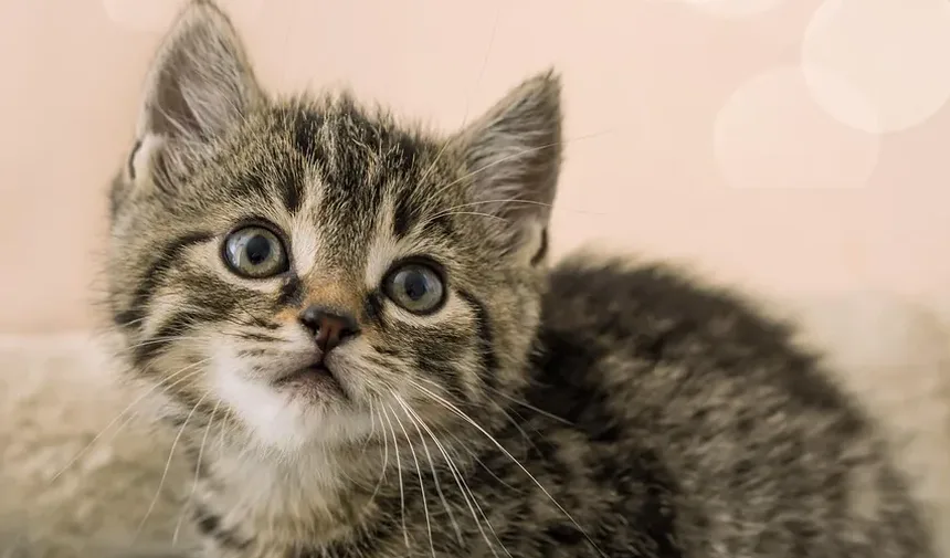Entendendo a Causa Mais Comum da Queda de Pelo em Gatos