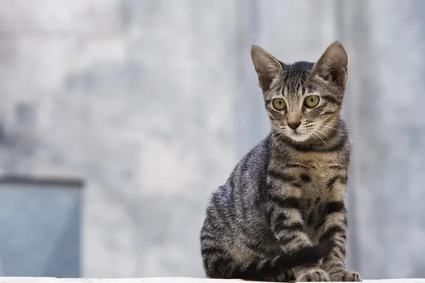 Entendendo a Causa Mais Comum da Queda de Pelo em Gatos