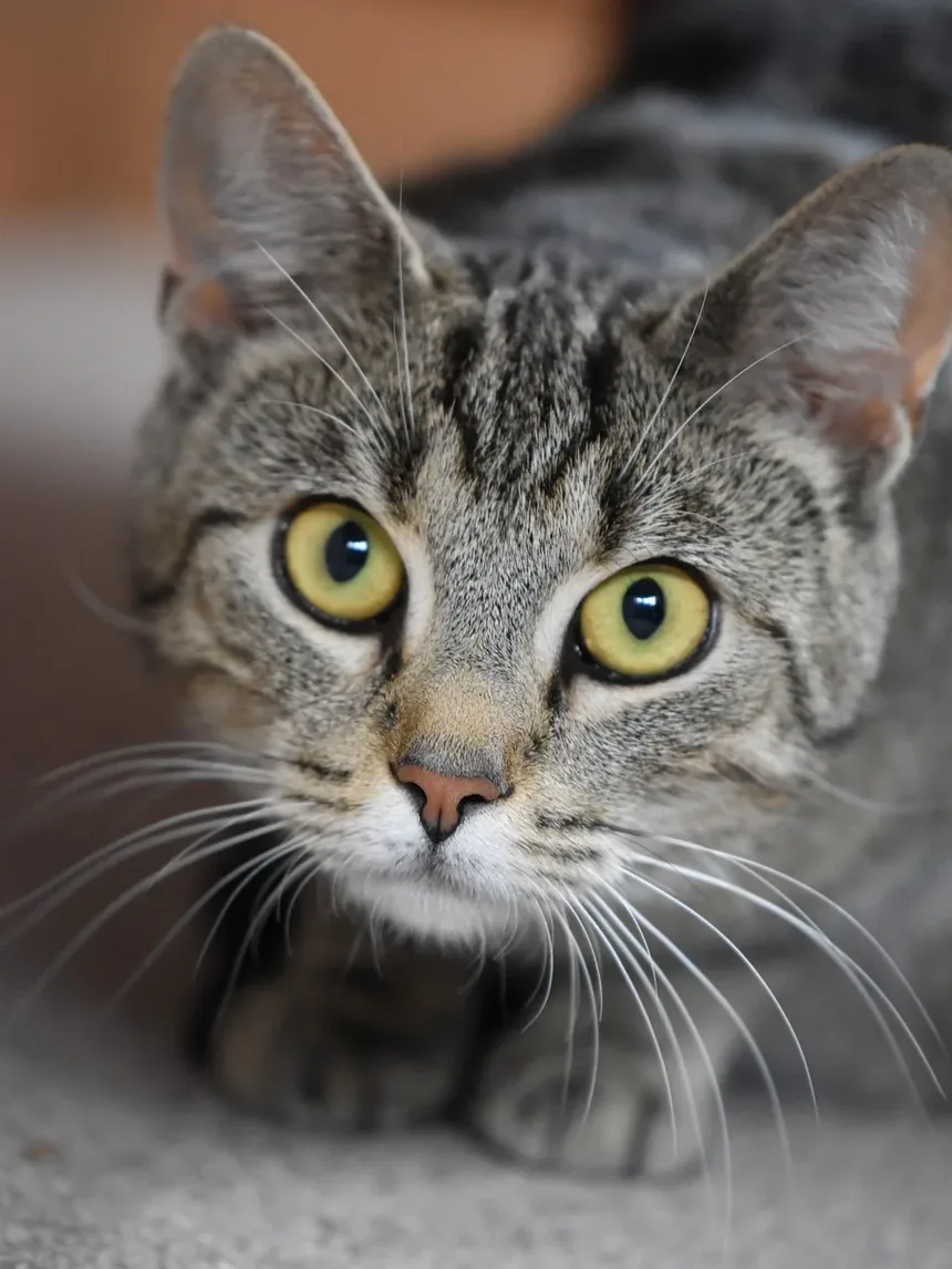 Remédios Naturais para Doença Renal em Gatos