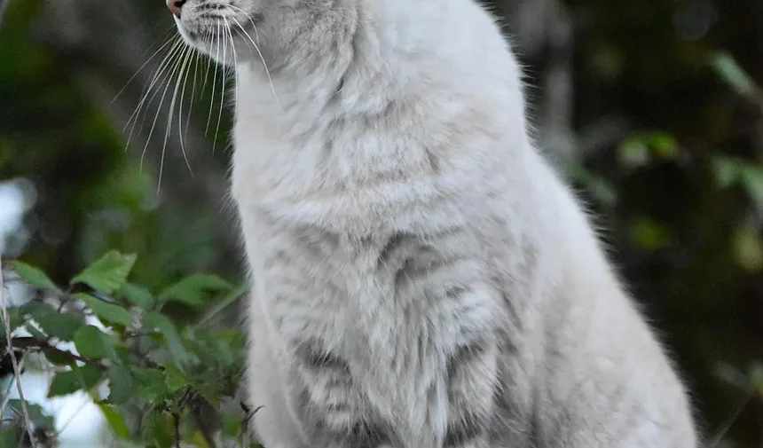 Remédios Naturais para Doença Renal em Gatos