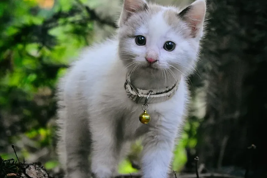 Remédios Naturais para Doença Renal em Gatos