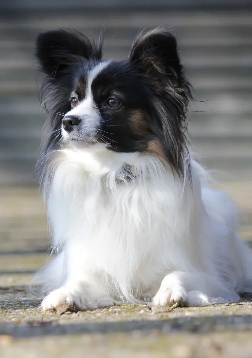 Efeitos Colaterais da Vacina contra Parvovirose em Cães: O Que Você Precisa Saber