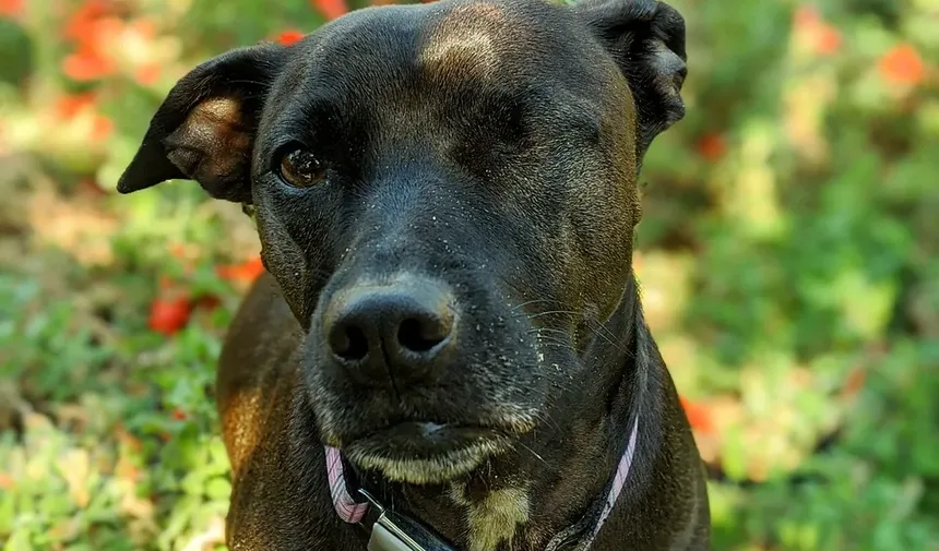 Efeitos Colaterais da Vacina contra Parvovirose em Cães: O Que Você Precisa Saber
