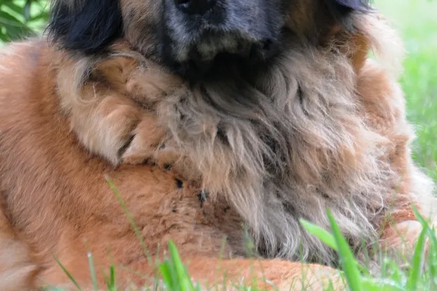 Efeitos Colaterais da Vacina contra Parvovirose em Cães: O Que Você Precisa Saber