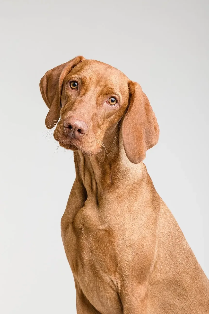 Sinais de Verme Cerebral em Cães: Compreendendo os Sintomas e Riscos