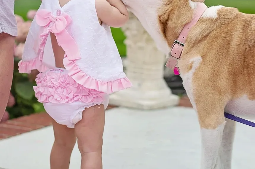 Sinais de Infecção de Ouvido em Cães: Compreendendo Vômitos e Outros Sintomas