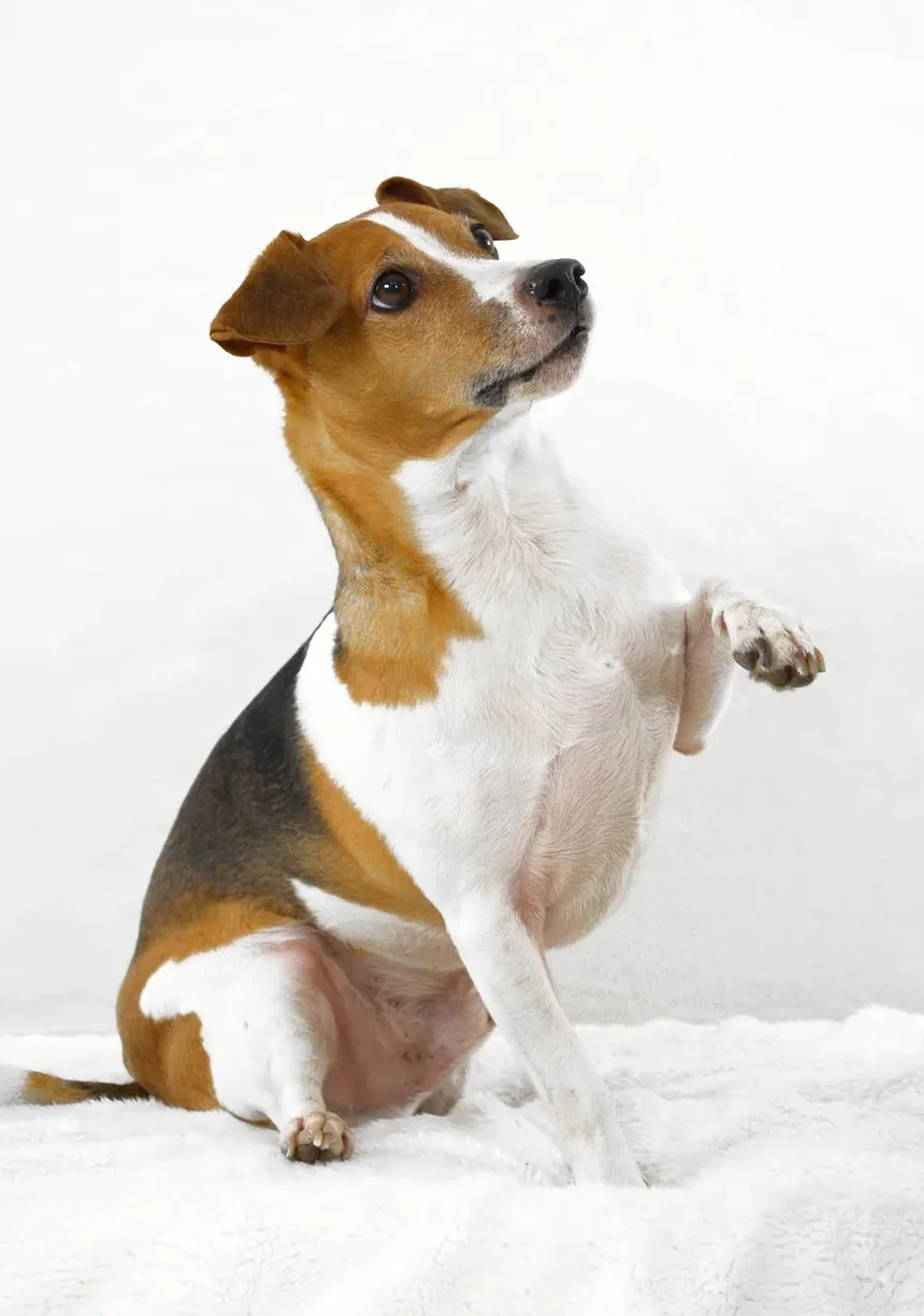 Sinais de Problemas de Ouvido em Cães: Um Guia Completo
