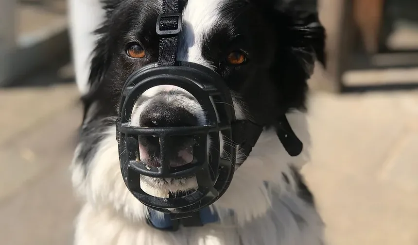 Sinais de Problemas de Ouvido em Cães: Um Guia Completo