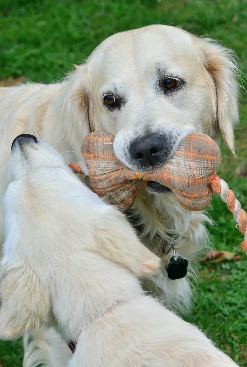 Sinais de Vermes Pulmonares em Cães: O Que Todo Dono de Cão Deve Saber