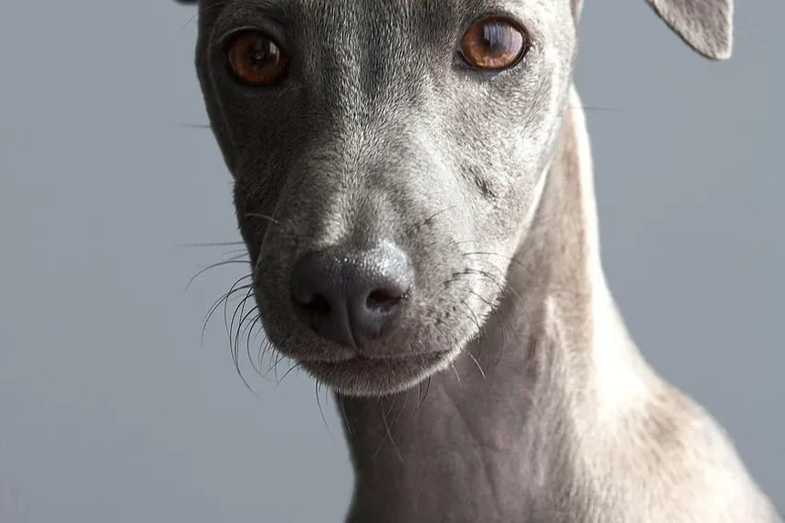 Sinais de Vermes Pulmonares em Cães: O Que Todo Dono de Cão Deve Saber