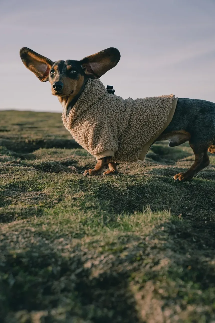 Efeitos Colaterais da Vacina Spectra 5 em Cães: O Que Esperar