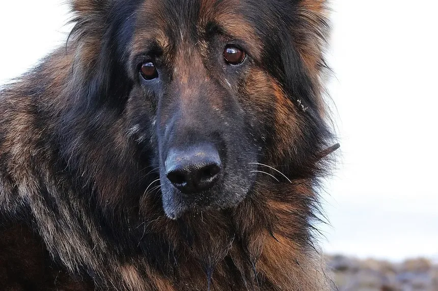 Efeitos Colaterais da Vacina Spectra 5 em Cães: O Que Esperar