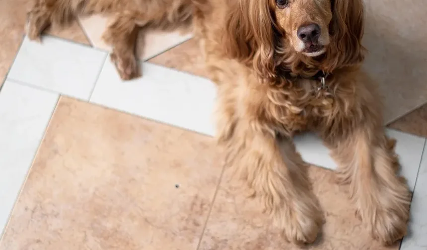 Tratamentos Eficazes para Pele Seca e Caspa em Cães