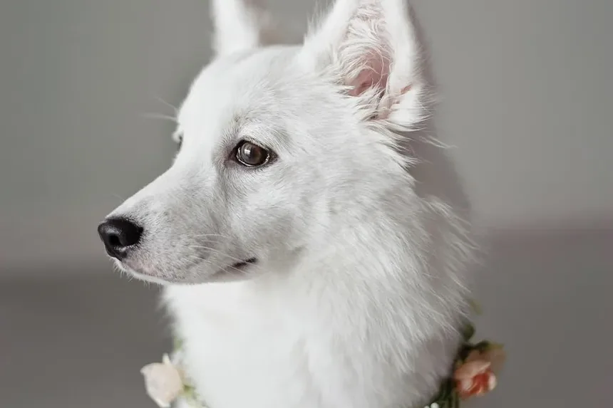 Tratamentos Eficazes para Pele Seca e Caspa em Cães