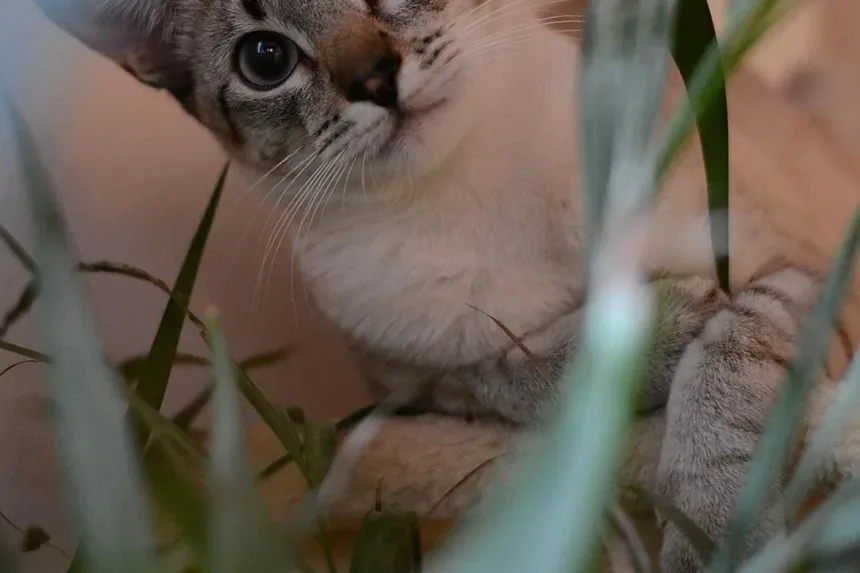 Qual Raça de Gato é a Melhor para Ficar no Colo?