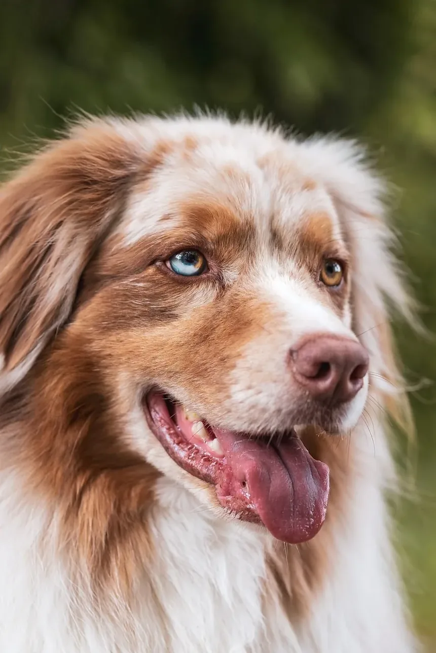 O que posso passar na pele seca do meu cachorro?