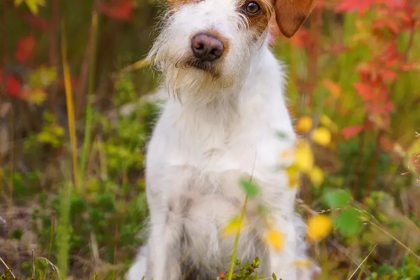 O que posso passar na pele seca do meu cachorro?