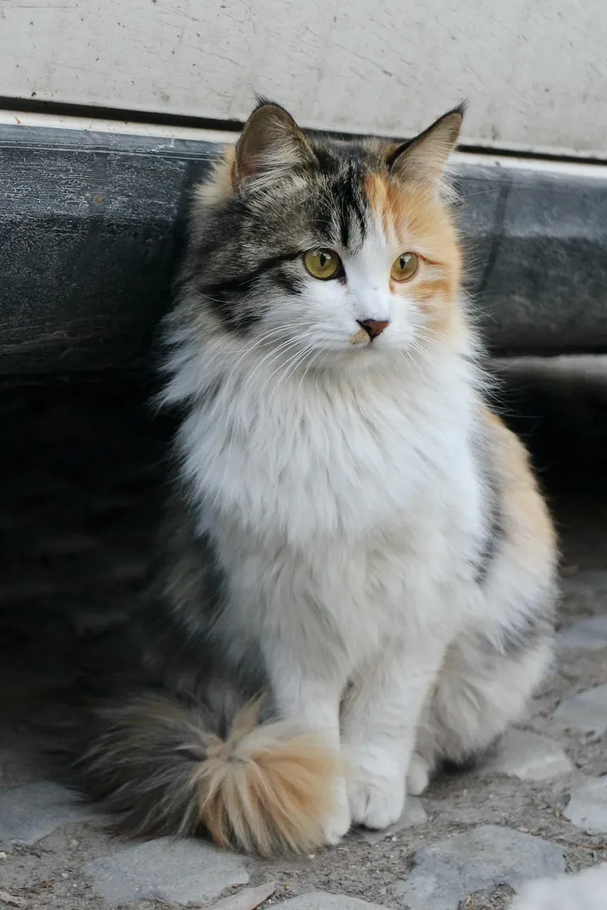 Como é um Gatinho Doente?