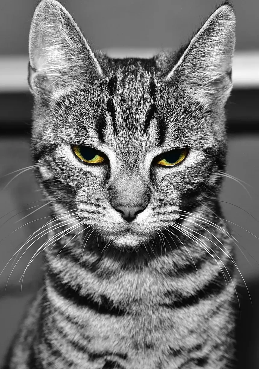Como é um Gatinho Doente?