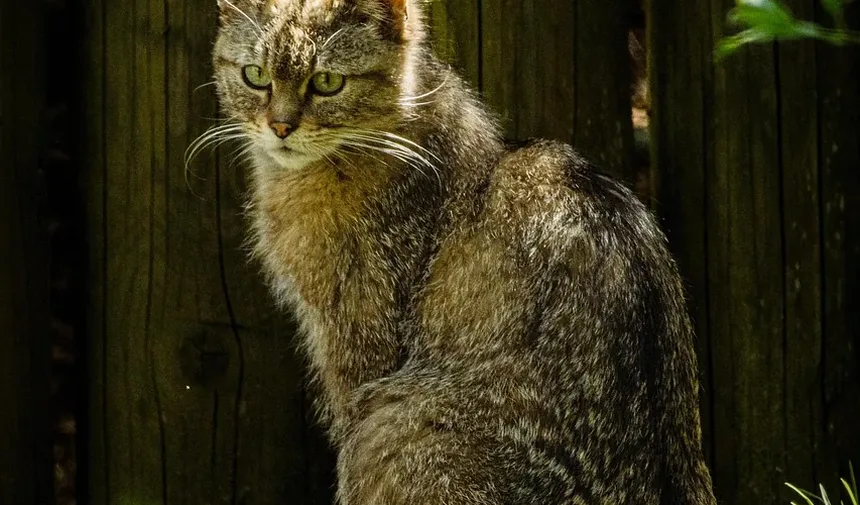 Como é um Gatinho Doente?