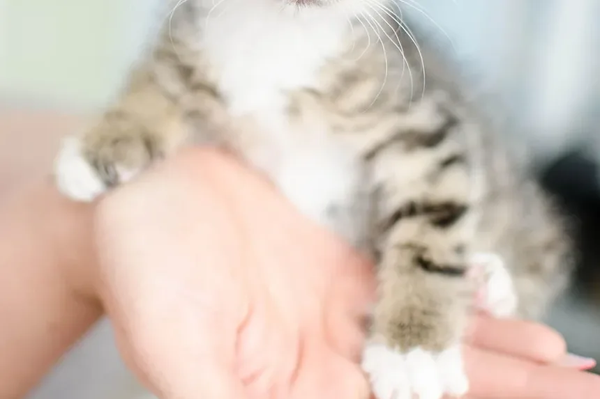 Como é um Gatinho Doente?