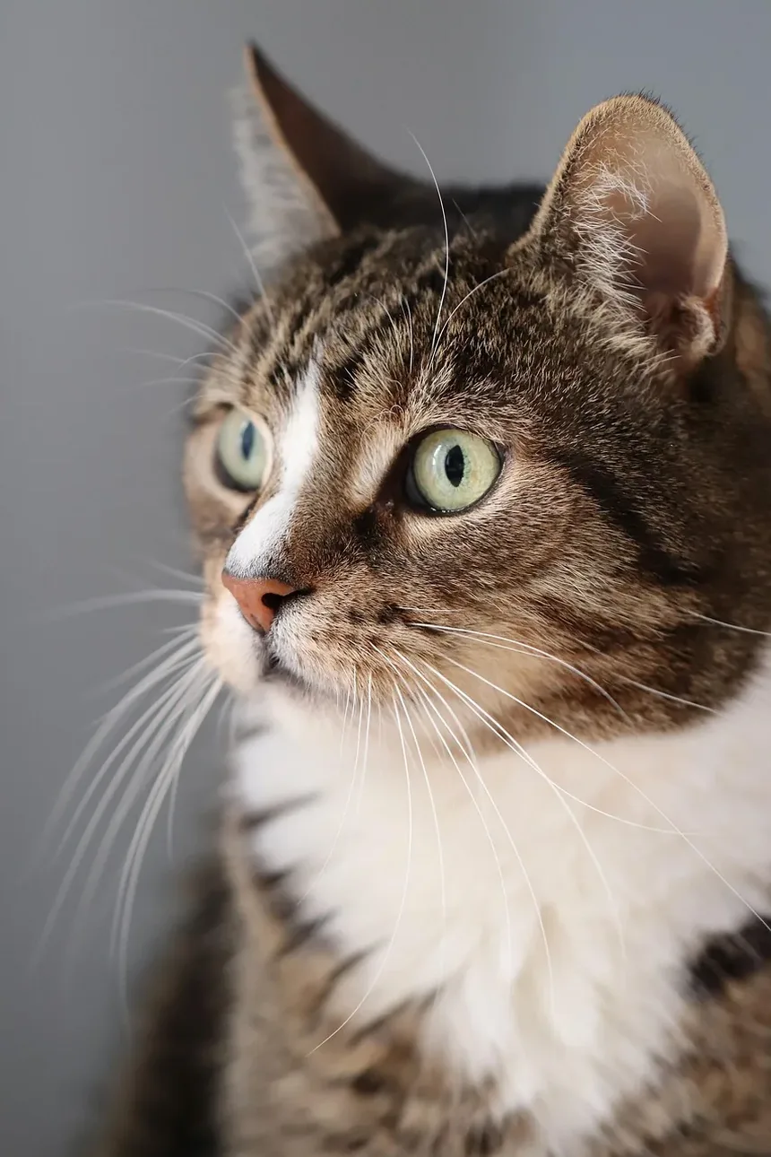 O que significa ser idoso para um gato?