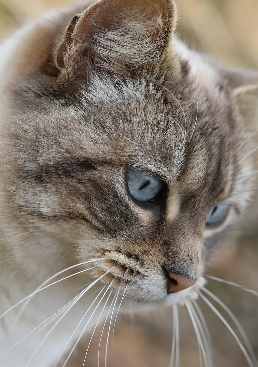 O que significa ser idoso para um gato?