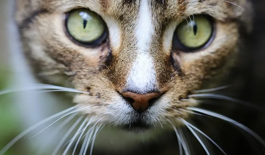 O que significa ser idoso para um gato?