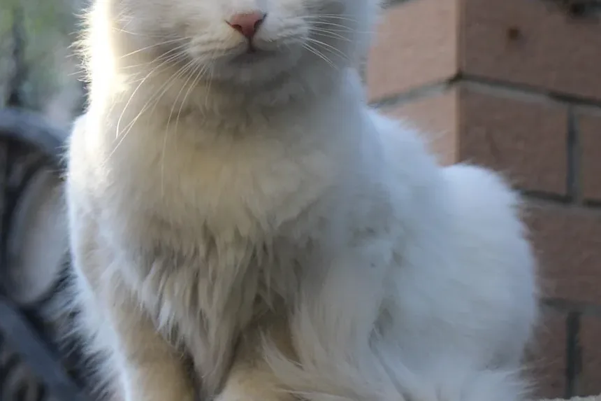O que significa ser idoso para um gato?