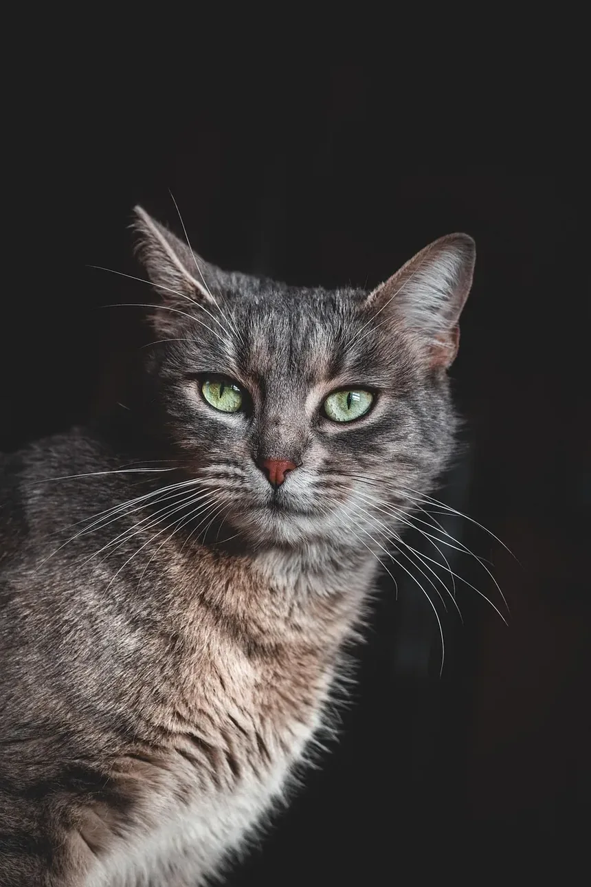 Qual Raça de Gato é Amigável para Crianças?