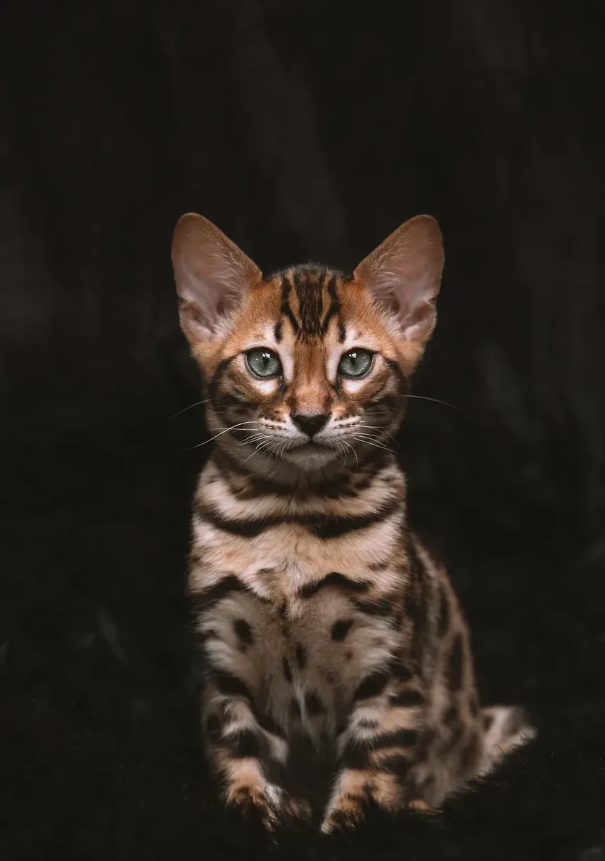 Qual Raça de Gato é Amigável para Crianças?