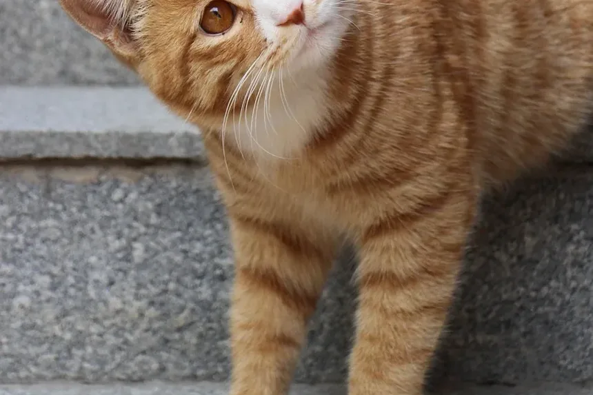 Qual Raça de Gato é Amigável para Crianças?