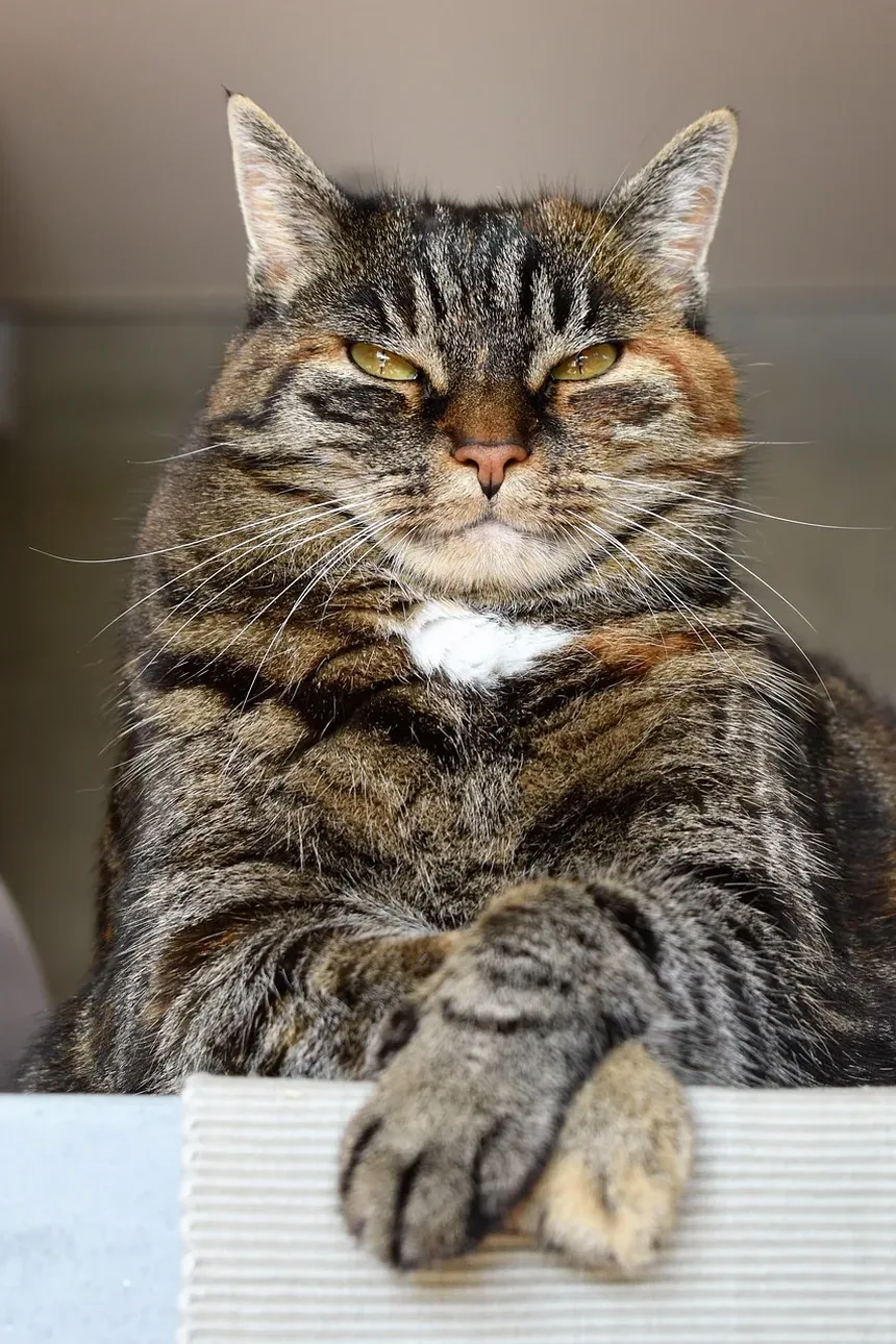 Por Que Minha Gata Está Coçando Tanto a Orelha e Tem um Buraco Sangrando?