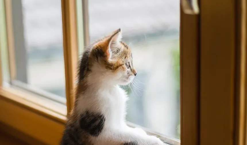 Por Que Minha Gata Está Coçando Tanto a Orelha e Tem um Buraco Sangrando?