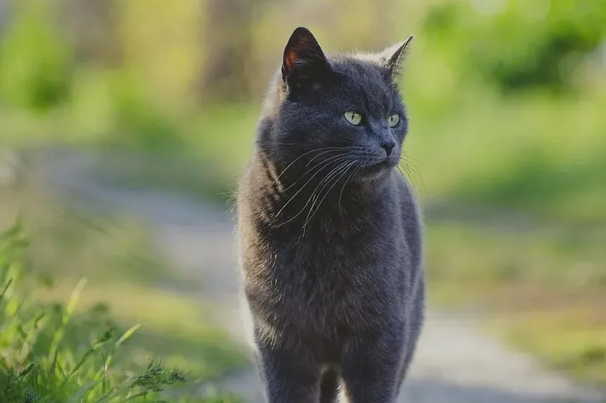 Por Que Minha Gata Está Coçando Tanto a Orelha e Tem um Buraco Sangrando?