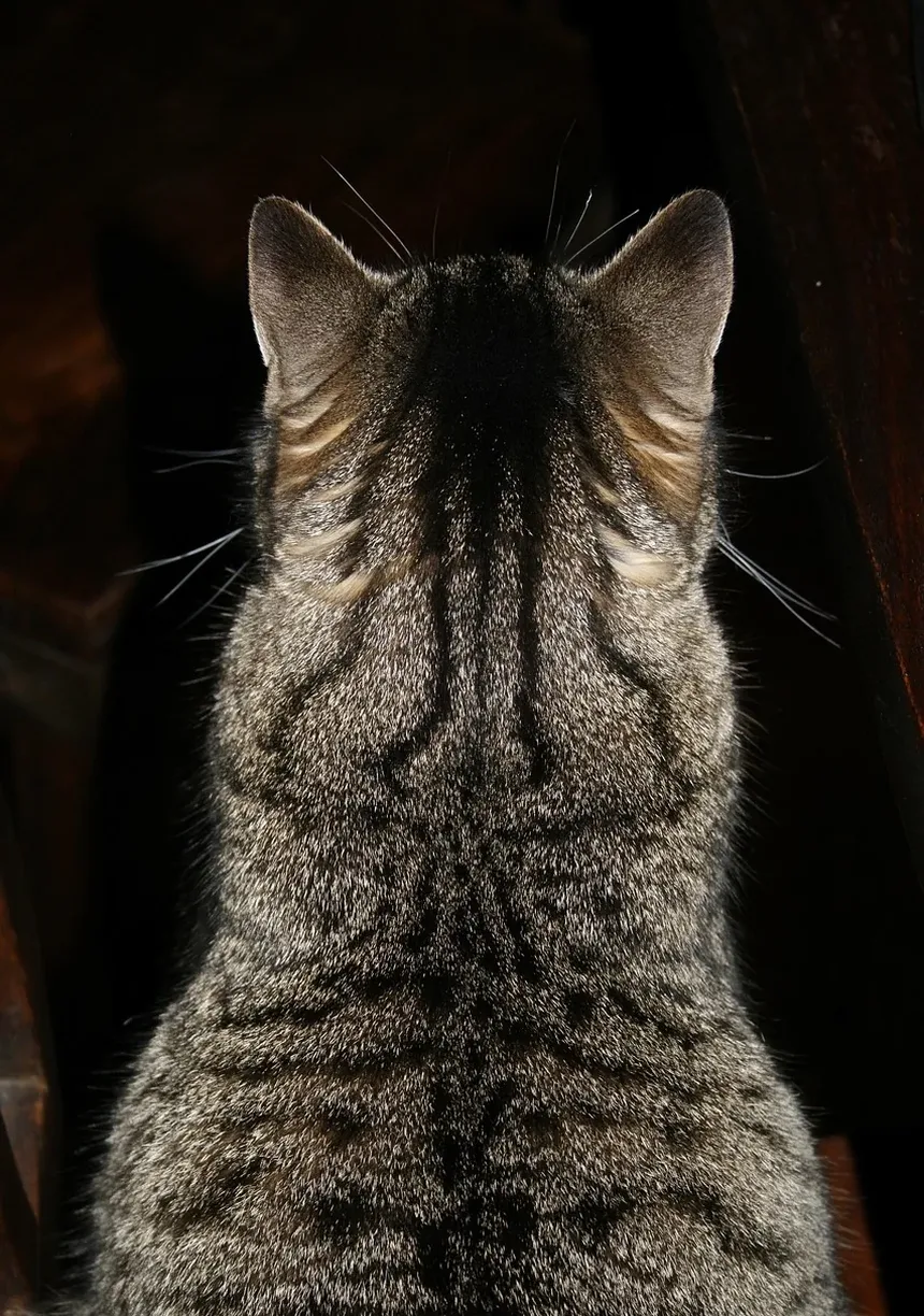Por que meu gato quer sair o tempo todo?