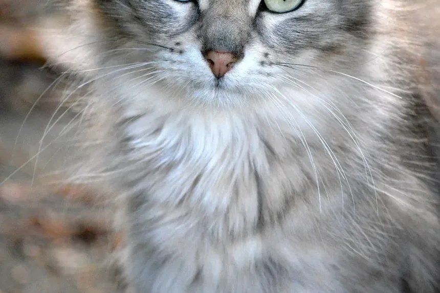Por que meu gato quer sair o tempo todo?