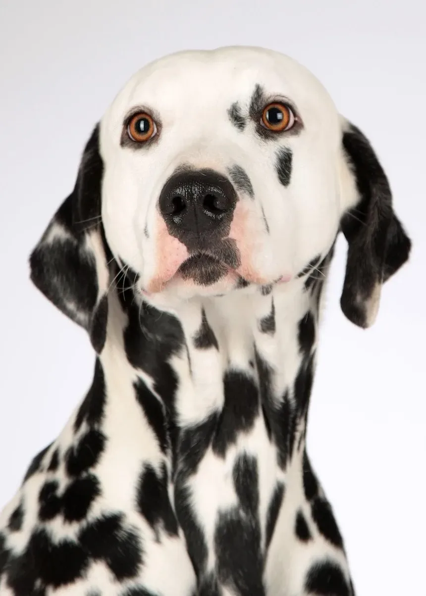 Por que meu cachorro me segue para todo lado, mas não meu marido?