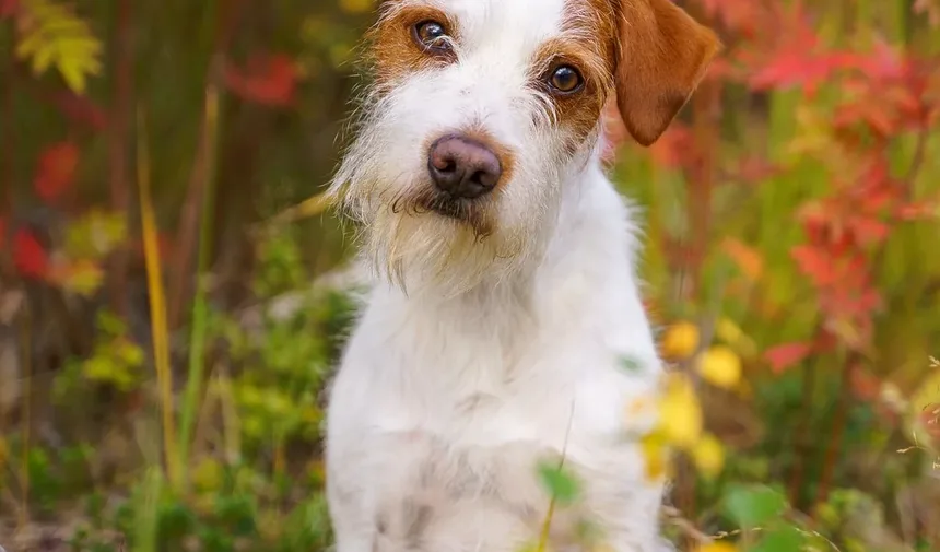 Por que meu cachorro me segue para todo lado, mas não meu marido?