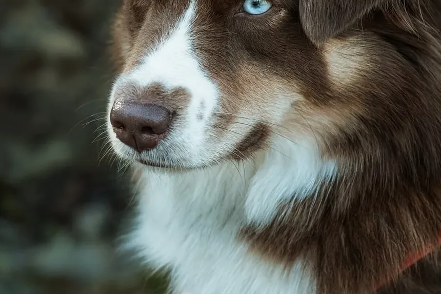 Por que meu cachorro me segue para todo lado, mas não meu marido?